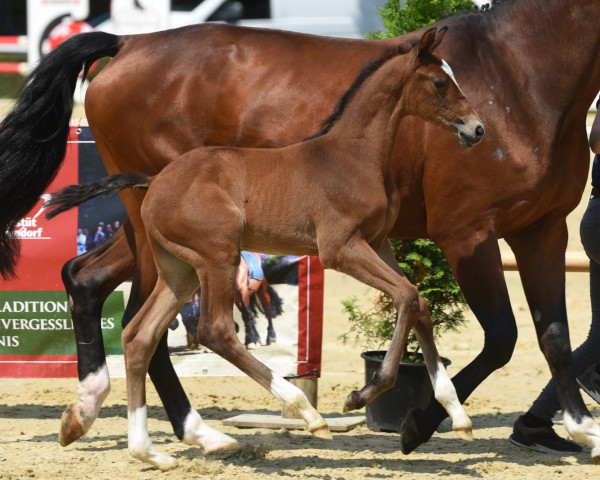 horse Hengst von Balous Bellini / Captain Jack (Westphalian, 2023, from Balous Bellini)