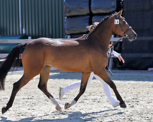 jumper Messi du Vi (Nederlands Rijpaarden en Pony, 2011, from Kasanova van Klaverborch)