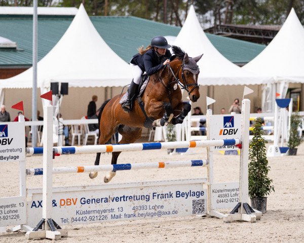 jumper Fit For Fight (Hanoverian, 2008, from For Edition)