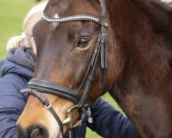 dressage horse Zwergi 5 (unknown, 2007)
