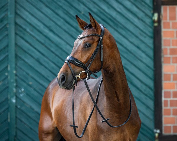 horse Favorit Franklin (Hanoverian, 2020, from Fusionist)
