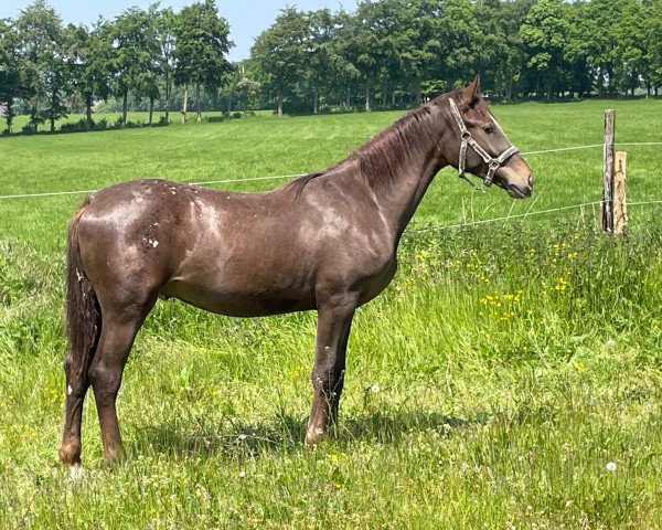 stallion Raffelsbrander Con Couleur (Knabstrupper, 2022, from Call Me Chrisi)