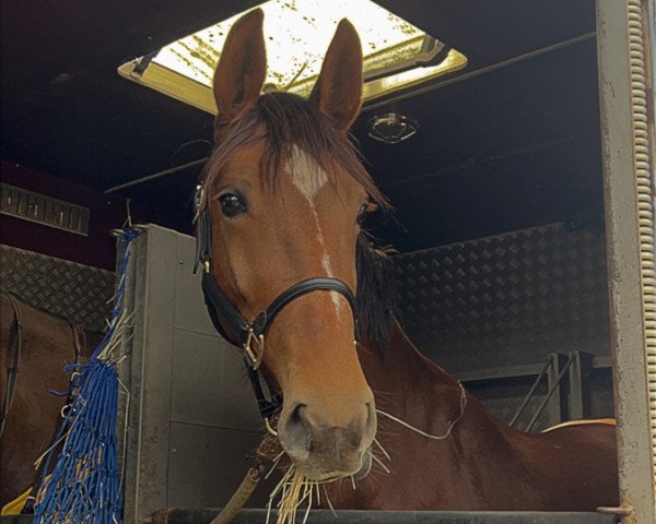 jumper Rose de Beau (Hanoverian, 2018, from Harmony's de Beau)