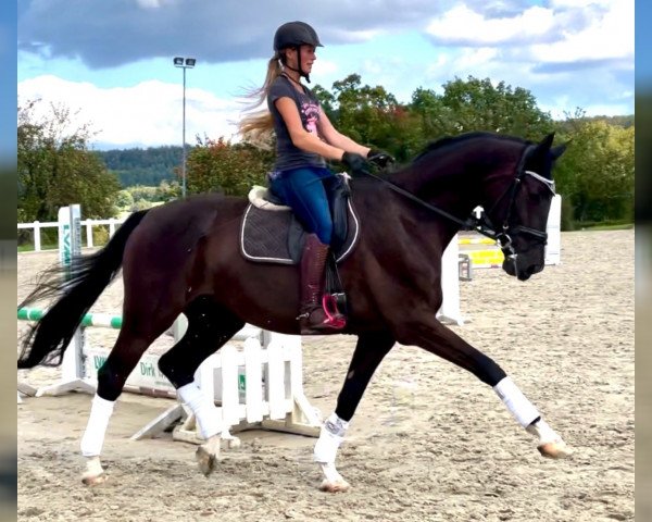 horse Santo Domingo GE (German Sport Horse, 2014, from San Amour I)