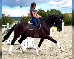 horse Santo Domingo GE (German Sport Horse, 2014, from San Amour I)