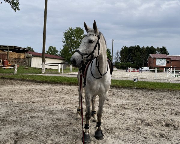 broodmare Candy Crush 27 (Hanoverian, 2013, from Cansendo)