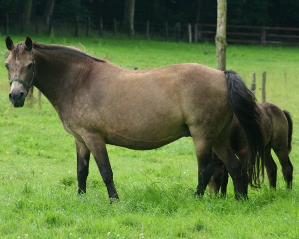broodmare Balina de l'Aulne (Connemara Pony, 1989, from Forban de Ravary)