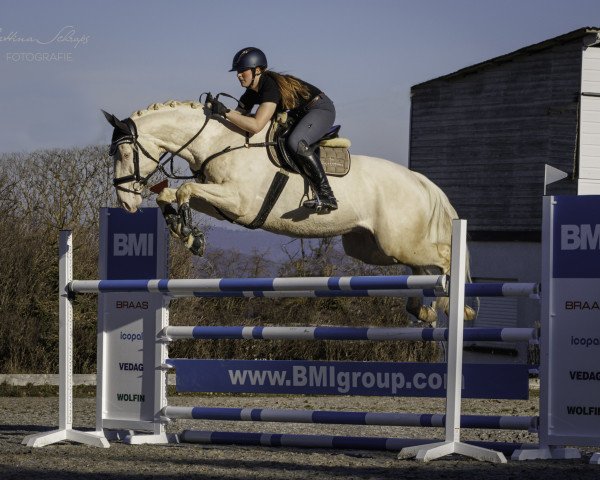 stallion Snowy's Cristobal xx (Thoroughbred, 2017, from Allthegoldnftknox xx)