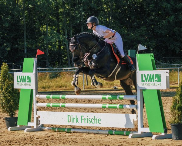jumper Obama van Ten Bos Z (Zangersheide riding horse, 2019, from Orak d'Hamwyck)