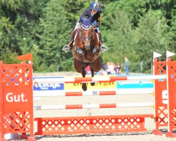 jumper Cekkato (Oldenburg show jumper, 2012, from Cessna)