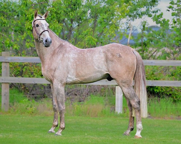 Springpferd Double Fun Marienshof Z (Zangersheide Reitpferd, 2016, von Don't Touch Tiji Hero)