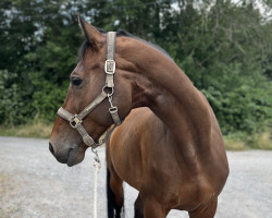 jumper Cormino 7 (Holsteiner, 2012, from Cormint)