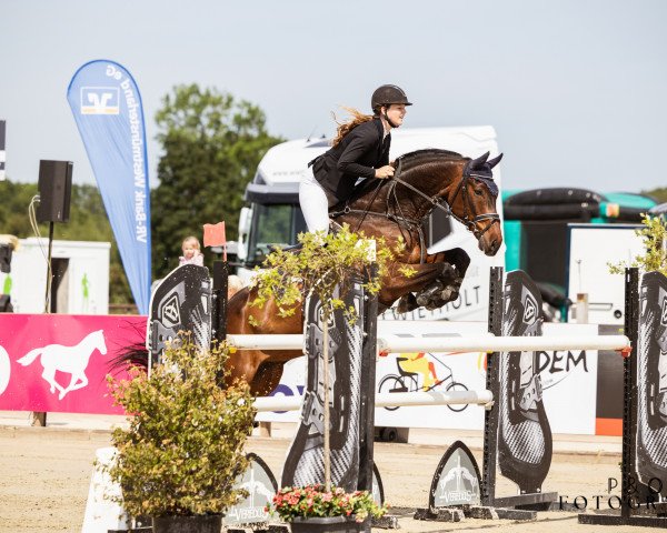 jumper Crossfire Fs (Westphalian, 2011, from Christoph Columbus)