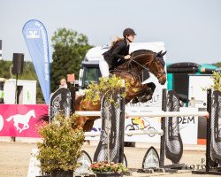 jumper Crossfire Fs (Westphalian, 2011, from Christoph Columbus)