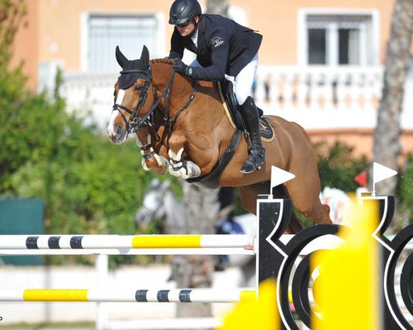 jumper Lancetti V Zorgvliet (Belgian Warmblood, 2011, from For Joy van het Zorgvliet)