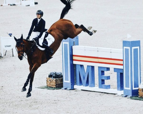 jumper Moncherie-K van 't Kattenheye (Belgian Warmblood, 2012, from Action-Breaker)