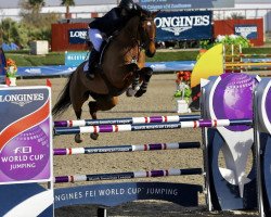 jumper Calypso v/d Zuuthoeve (Belgium Sporthorse, 2008, from Tangelo van de Zuuthoeve)