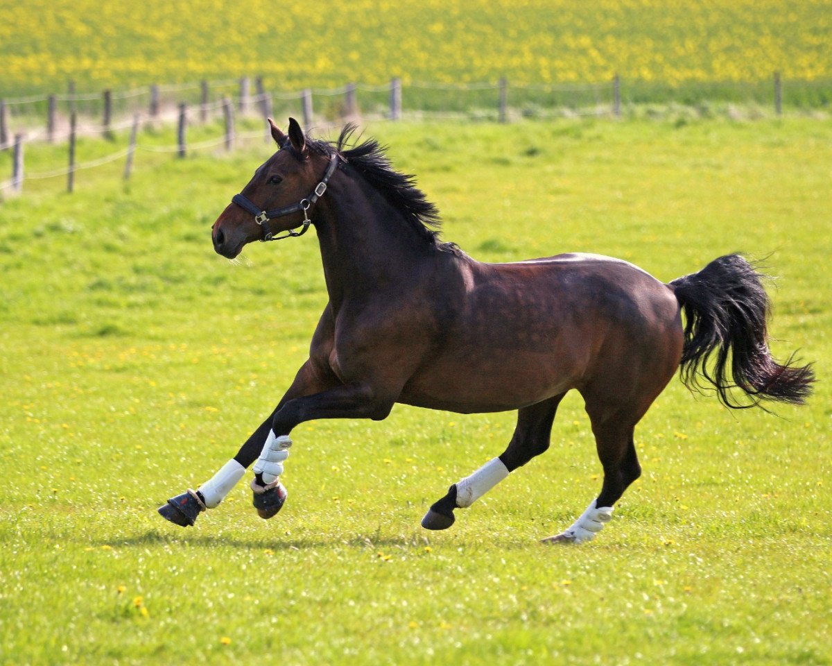 dressage horse Die Seute Deern (Hanoverian, 2014, from Dr. Watson)