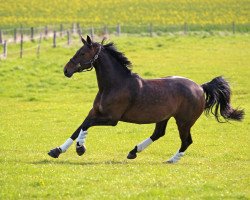 Dressage horse Die Seute Deern (Hanoverian, 2014, from Dr. Watson)