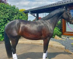 horse Stute von Daily Diamond / Sandro Hit (Oldenburg, 2019, from Daily Diamond)