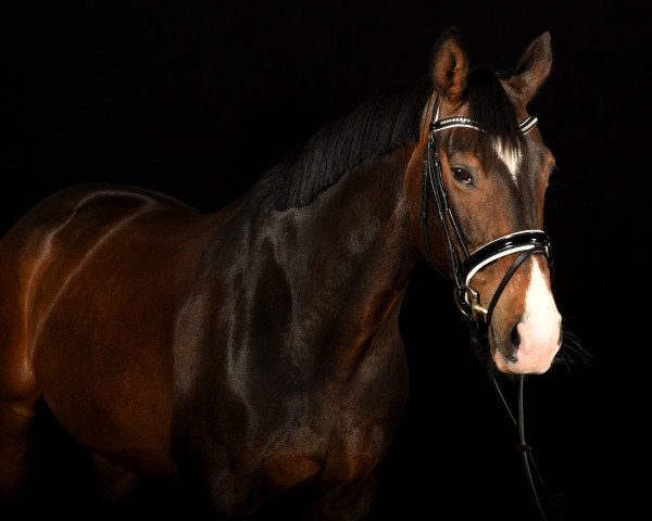 Dressurpferd Enjoy Elaisa (Hannoveraner, 2007, von Edgar) Dressurpferd Enjoy Elaisa (Hannoveraner, 2007, von Edgar)