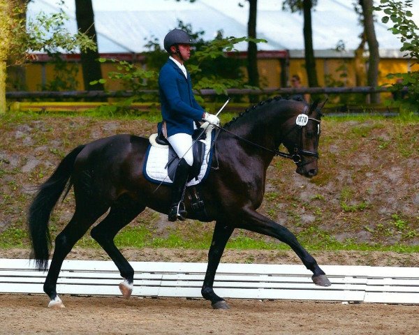 Dressurpferd Hemingway 71 (Trakehner, 2009, von Hibiskus)