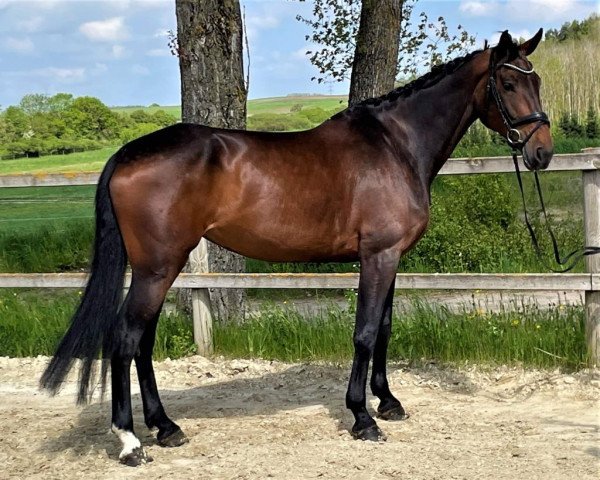 Pferd Gentle Touch SW Z (Zangersheide Reitpferd, 2017, von Glasgow van het Merelsnest)