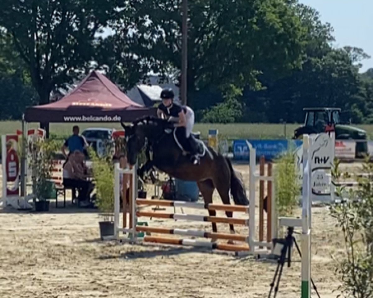 jumper Dakota H (Westphalian, 2018, from Dia Corrado)