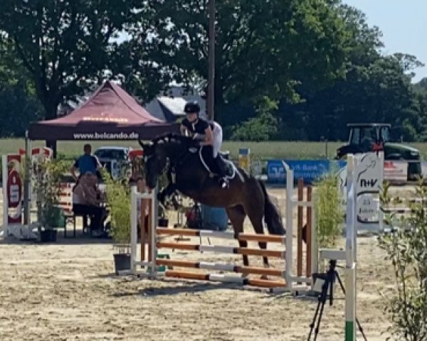 jumper Dakota H (Westphalian, 2018, from Dia Corrado)
