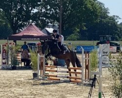 jumper Dakota H (Westphalian, 2018, from Dia Corrado)