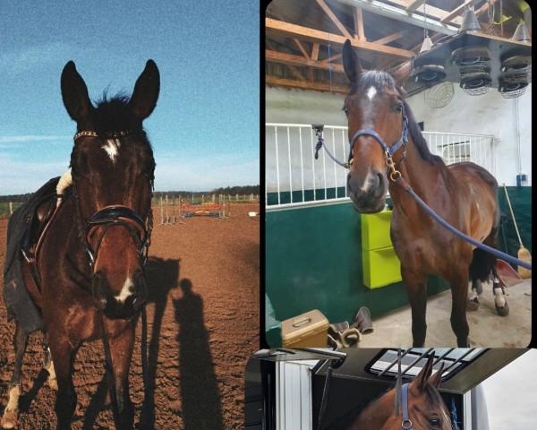jumper Ohio 35 (Trakehner, 2015, from Solar) jumper Ohio 35 (Trakehner, 2015, from Solar)