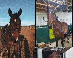 jumper Ohio 35 (Trakehner, 2015, from Solar)