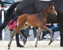 Pferd Da Carlo (Westfale, 2023, von Diamantenglanz)