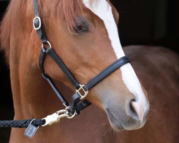 horse Stute von Neverland WE / Magnum (German Riding Pony, 2022, from Neverland WE)