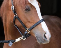 Pferd Stute von Neverland WE / Magnum (Deutsches Reitpony, 2022, von Neverland WE)