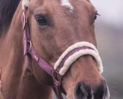 jumper Bulana 2 (Pony without race description, 2004, from Unbekannt Pony)