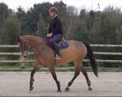 Springpferd Forever Riviere (Selle Français, 2015, von Tornesch)