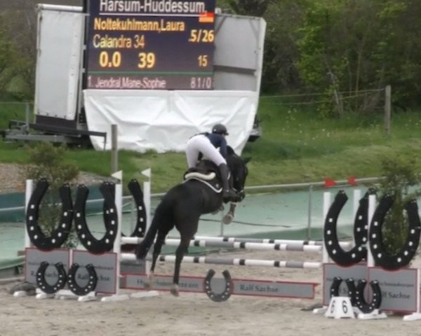 jumper Calandra 34 (Zangersheide riding horse, 2016, from Cuidam)