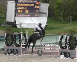 jumper Calandra 34 (Zangersheide riding horse, 2016, from Cuidam)