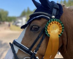 dressage horse Papillon SF (German Riding Pony, 2004, from Pilgrim’s Red)