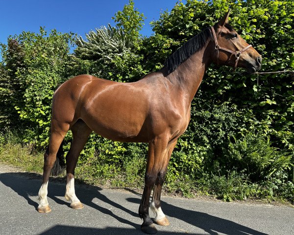 broodmare Dolly Holly G (Westphalian, 2020, from Diacontinus)