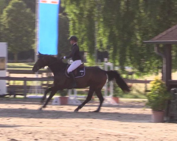Reitturnier Münster-Roxel 2023