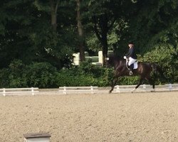 dressage horse Rasmus 150 (Hanoverian, 2007, from Rascalino)