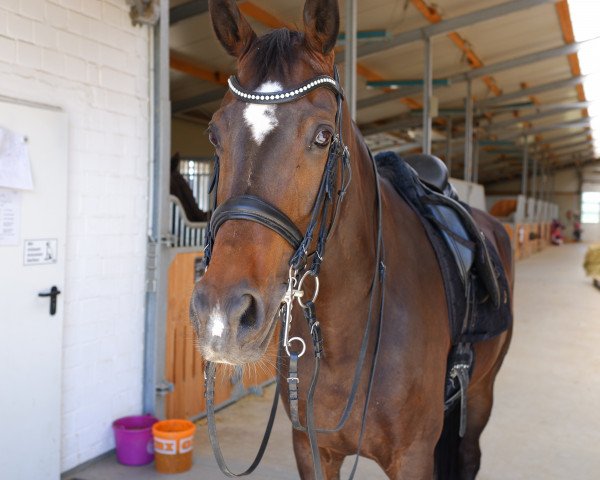 broodmare Fairytale 123 (Westphalian, 2014, from Fürst Larino)