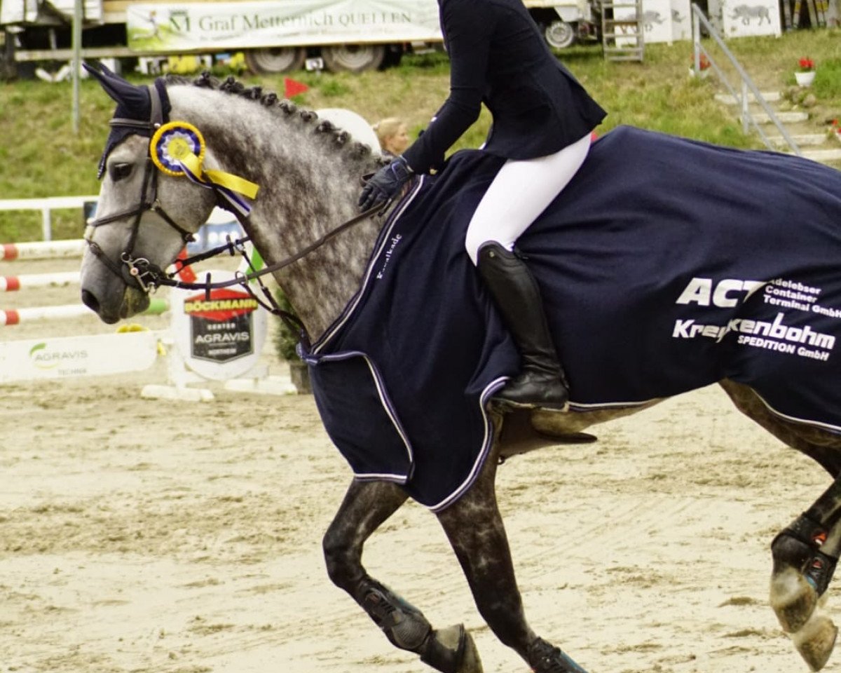 jumper Seeschwalbe Dree Boeken (Hanoverian, 2017, from Stakkato Gold)
