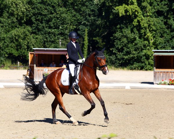 dressage horse Duke of Happiness 2 (Westphalian, 2018, from Blue Hors Dreamline)