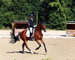 dressage horse Duke of Happiness 2 (Westphalian, 2018, from Blue Hors Dreamline)