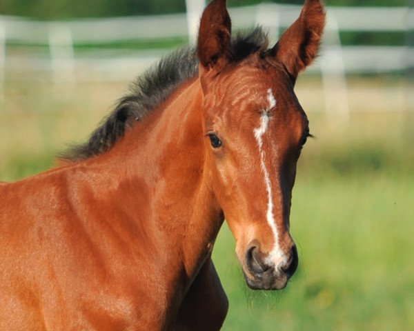 horse Varys Maximus Z (Zangersheide riding horse, 2022, from Vigaro)