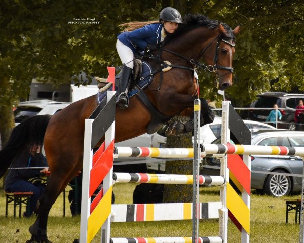 jumper Odessa G (Oldenburg, 2006, from Onassis) jumper Odessa G (Oldenburg, 2006, from Onassis)