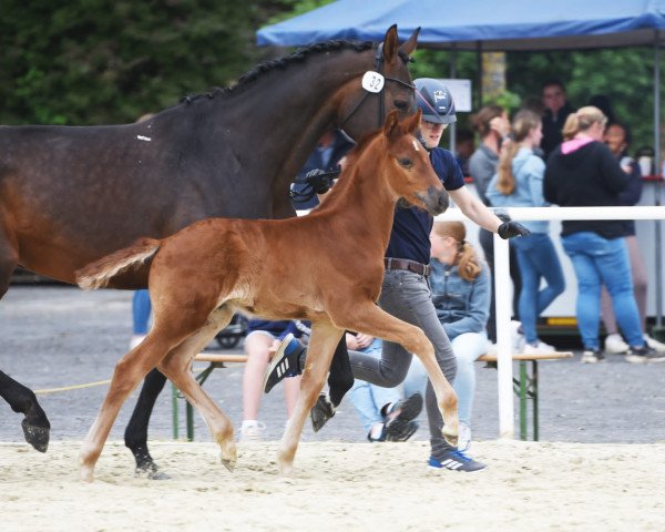 horse LKS Ferliebt (Westphalian, 2023, from Flashbang)